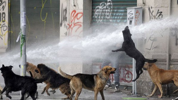 Бездомни кучета в Чили станаха полицаи