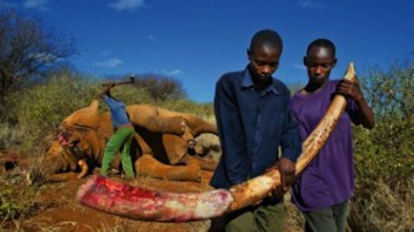 Бракониери изтровиха 100 слона в Зимбабве