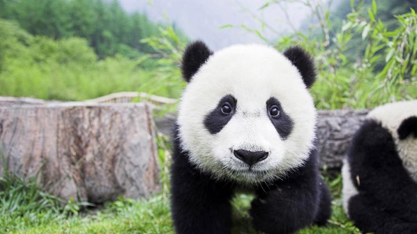 Китай разменя панди за уран