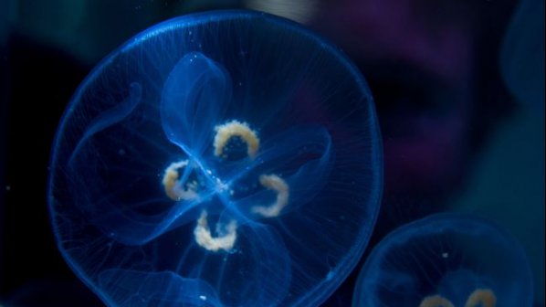 Учени от НАСА пратиха живи медузи в околоземната орбита