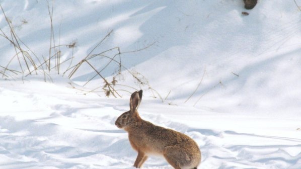 В Шотландия избиват 16 000 зайци
