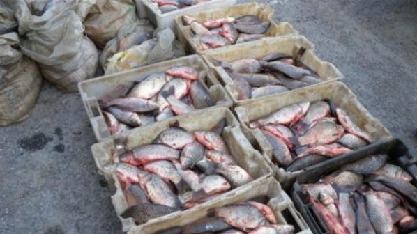 Заловиха бракониери със 100 кг риба