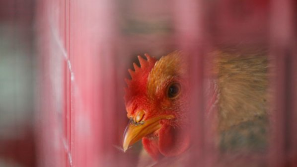 Създадоха ваксина срещу птичи грип