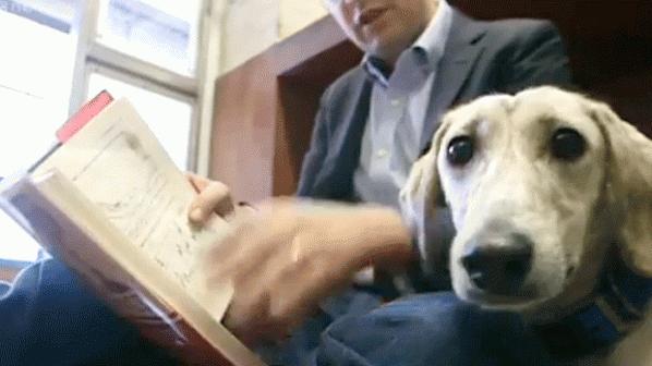 Университет раздава дипломи дори на кучета (видео)