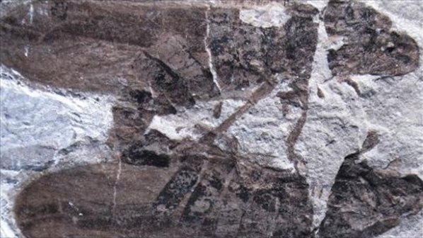 Мисионерската поза била на най-малко 165 млн. години (снимка)