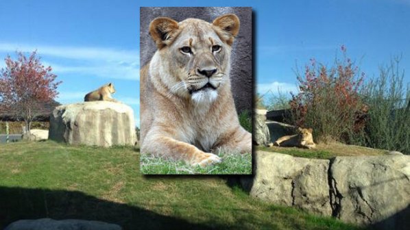 Лъв уби лъвицата си в зоопарк в Далас (видео)