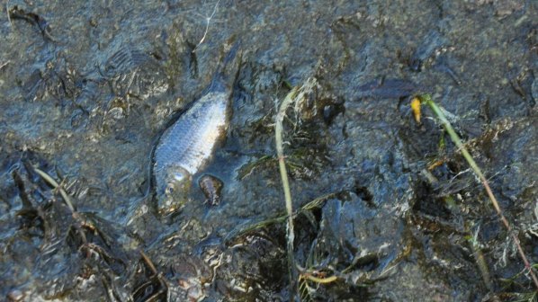 Течни пестициди отровиха рибата в р. Бели Лом