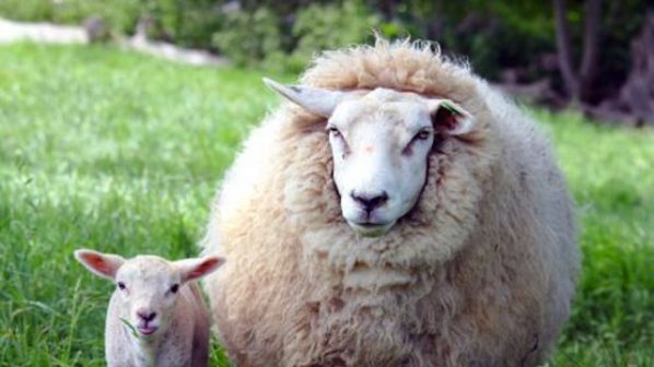Украйна забранява вноса на овце и кози от България