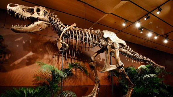 Хищен динозавър на 100 млн. г. открит в САЩ