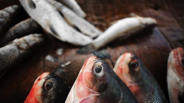 Масови проверки заради Никулден, във Варна иззеха 30 кг. риба