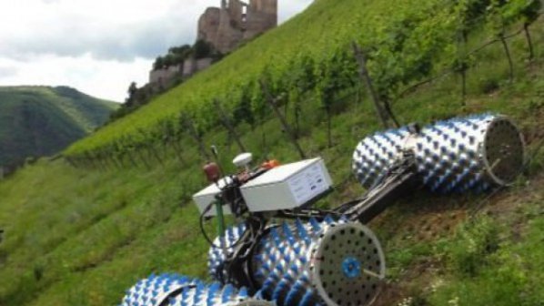 Роботи берат лозята с грозде в Германия