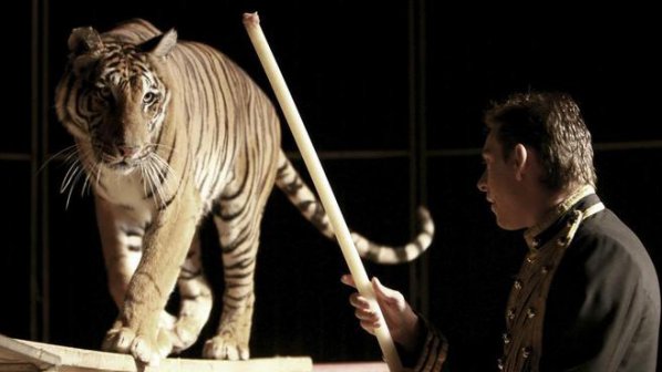 Тигър почти разкъса звероукротител на арената (видео)