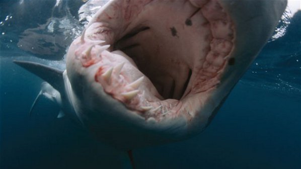 Западна Австралия с агресивна политика срещу набезите на акули