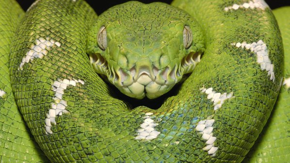 Екоинспектори спипаха нерегистрирана и опасна змия