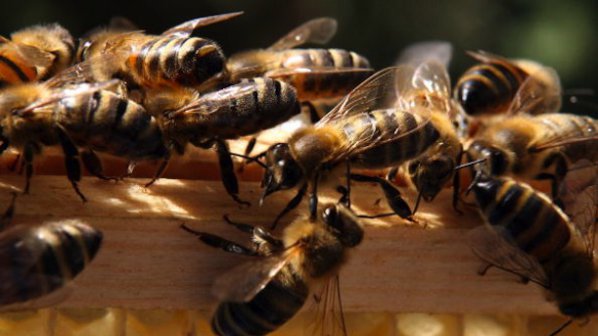 Европа се нуждае от 7 млрд. пчели