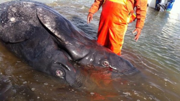Откриха мъртви китове сиамски близнаци край Мексико (видео)