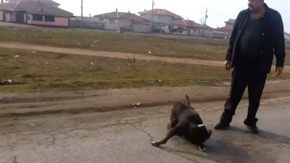 Питбул разкъса бездомно куче край Варна (видео 18+)