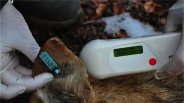 Ловджии залагат мъртви кучета като стръв за мечки на Витоша (снимки 18+)