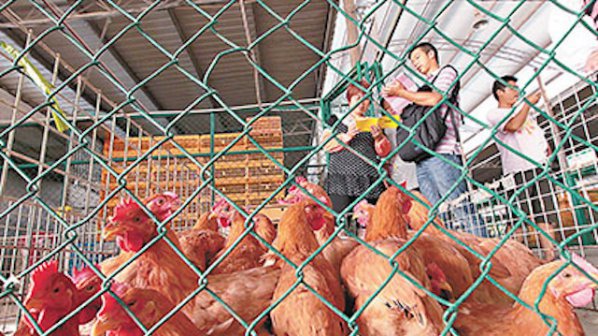 Нови два случая на птичи грип в Китай