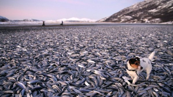 Рибата замръзна в морето (снимка)