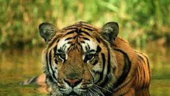 Тигър сее смърт в Индия