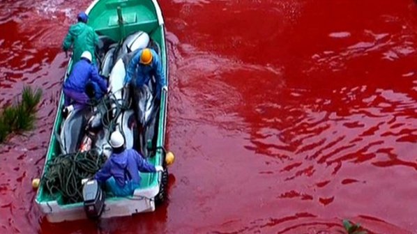 Йоко Оно протестира срещу лова на делфини в Япония