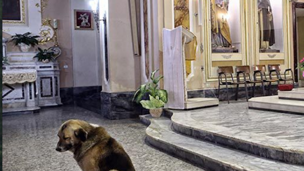 Почина най-вярното куче в света (снимки)