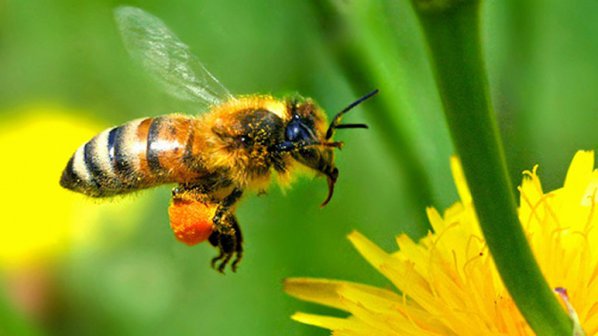 Учените: Пчелите гинат от тютюневия вирус