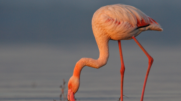 На 83 години почина най-старото розово фламинго в света