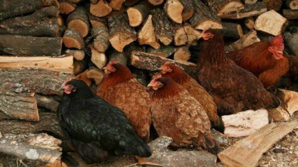 Отмъкнаха 13 кокошки и петел на баба в Дряновец
