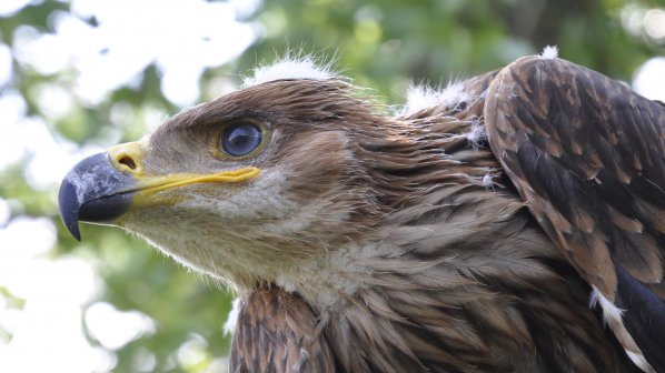 Спасиха прострелян царски орел в Свиленград