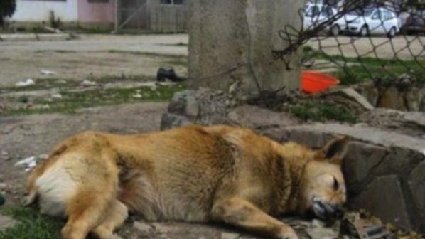 8 мъртви кучета в Лозенец