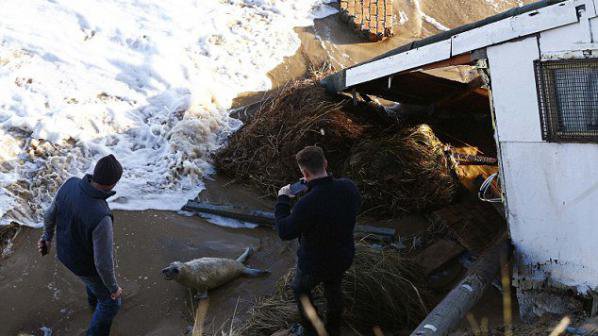 Буря изхвърли тюлен в задния двор на къща