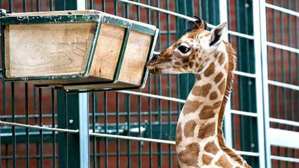 Жирафче, обречено на евтаназия, поражда полемика в Дания