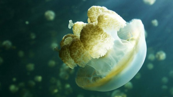 Откриха гигантска медуза на остров Тасмания (снимка)