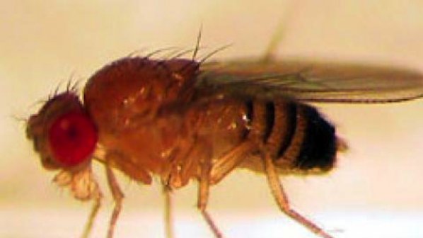 Разкриха тайната на дълголетието на мухите – винарки