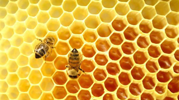 Фалшив мед залива страната
