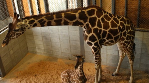 Още един жираф от датски зоопарк може да бъде умъртвен