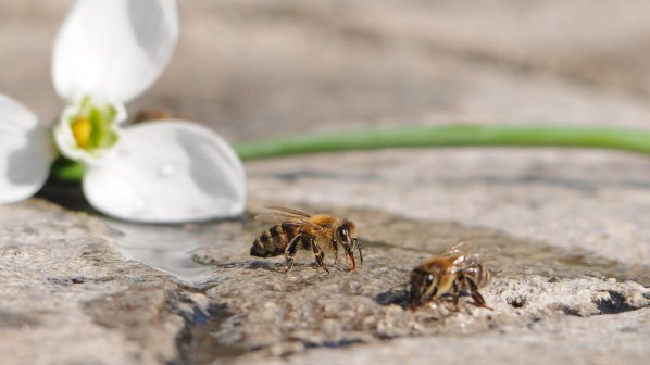 Пчелите започнаха да събират прашец (снимки)