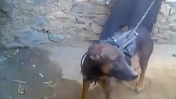 Талибаните взеха куче за заложник