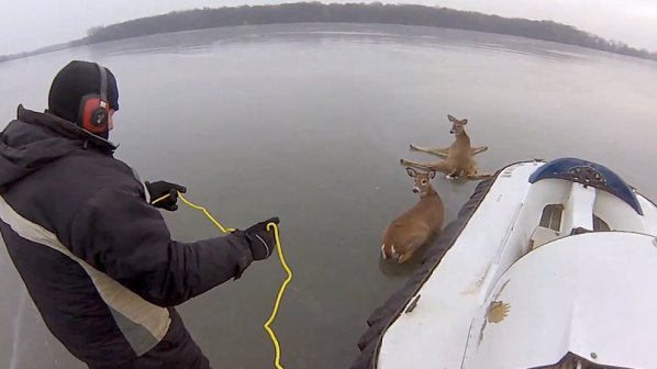 Баща и син спасиха еленчета от леден капан (видео)