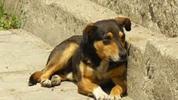 Садисти запалиха бездомно куче в Бургас (снимки 18+)