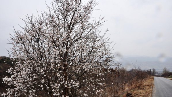 Бадеми и кайсии цъфнаха в Югозападна България