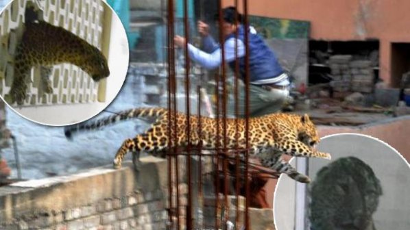 Леопард тероризира болница