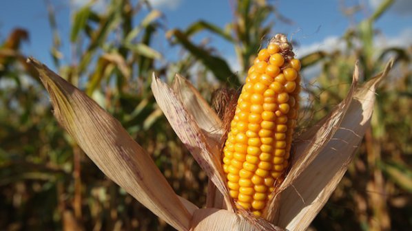 Франция забрани генно модифицирана царевица