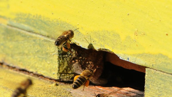 Пчелите у нас намалели наполовина за последните 3 години