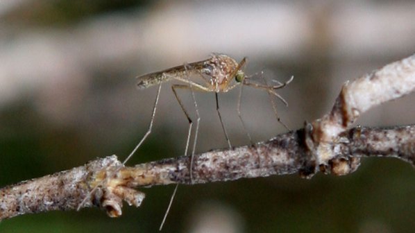 Преди 70 години в Силистра плащали за убит комар