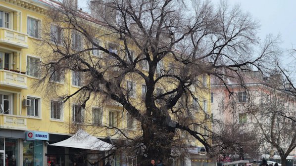 Старият бряст на Сливен е Европейско дърво на годината