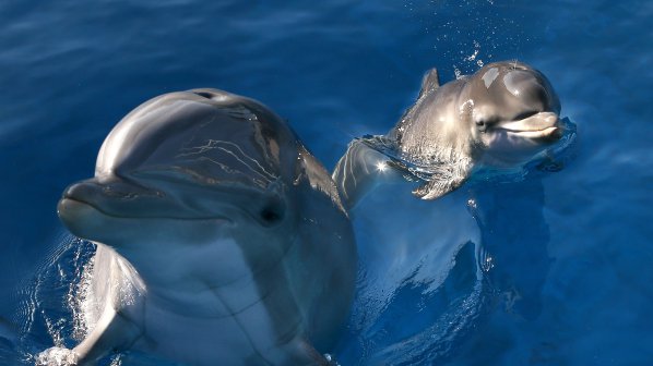 Русия плени делфините на украинските ВМС