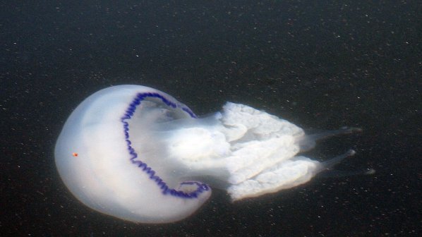 Хищни медузи изядоха рибата в Черно море
